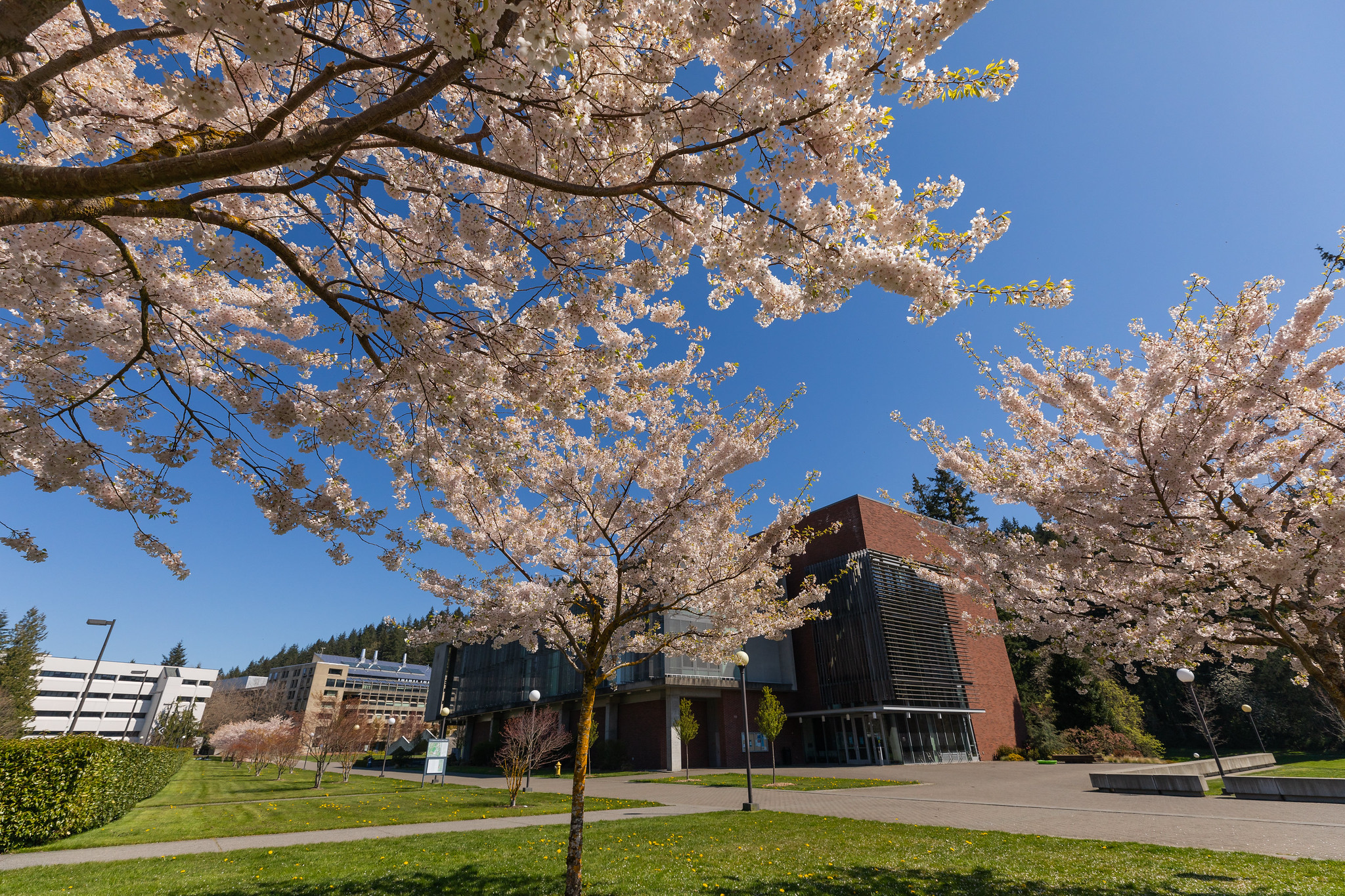 Cherry trees blooming across from the Communications lawn in spring