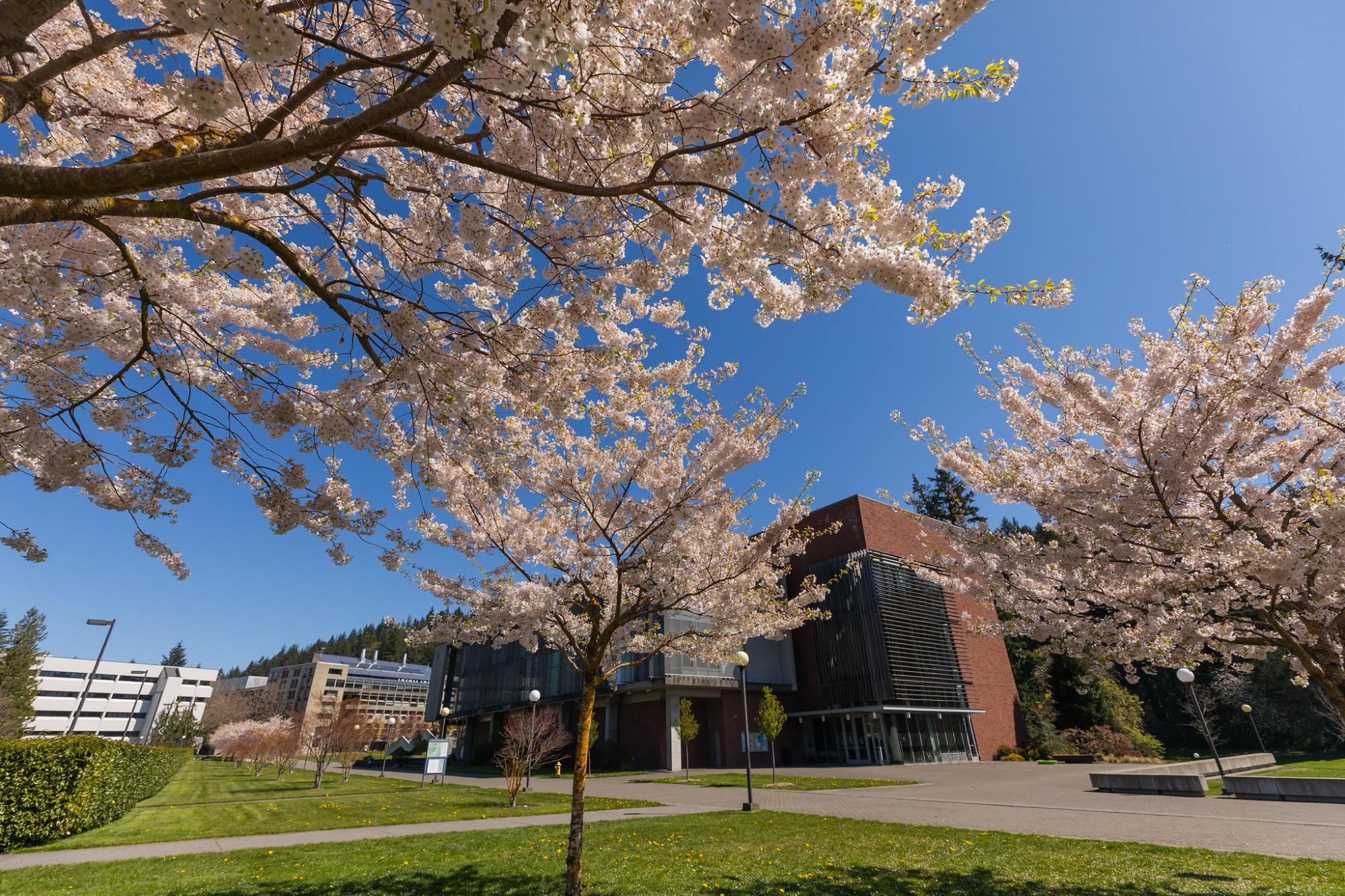 View from underneath cherry trees in bloom during spring on south campus at Western facing AW