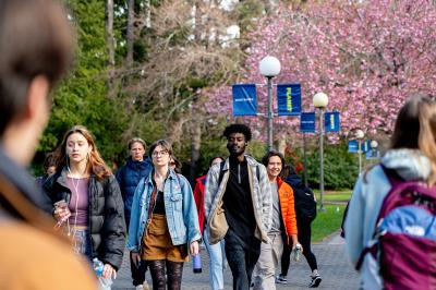 Students walking to and from their classes on a spring day beneath the flowering pink blooms of a campus cherry blossom tree.